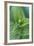 USA, Washington, Mt. Rainier National Park, Corn Lily-Rob Tilley-Framed Photographic Print