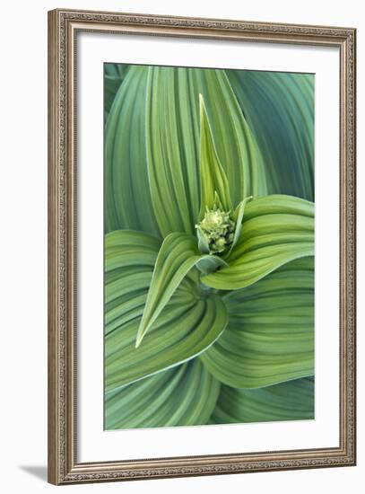 USA, Washington, Mt. Rainier National Park, Corn Lily-Rob Tilley-Framed Photographic Print