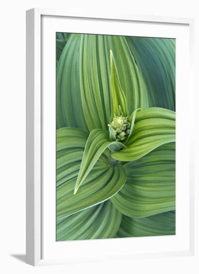 USA, Washington, Mt. Rainier National Park, Corn Lily-Rob Tilley-Framed Photographic Print