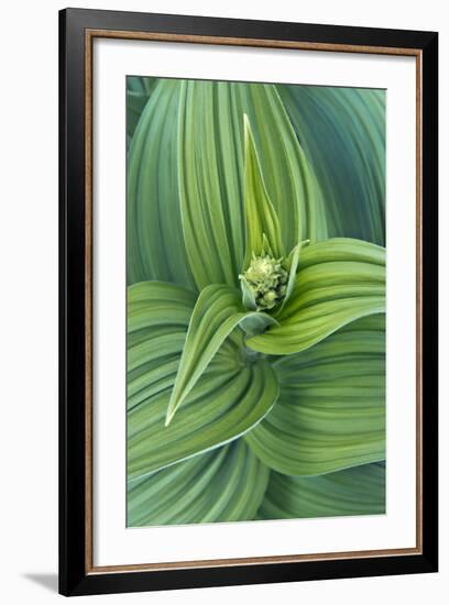 USA, Washington, Mt. Rainier National Park, Corn Lily-Rob Tilley-Framed Photographic Print