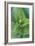 USA, Washington, Mt. Rainier National Park, Corn Lily-Rob Tilley-Framed Photographic Print