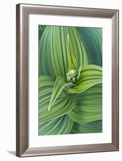 USA, Washington, Mt. Rainier National Park, Corn Lily-Rob Tilley-Framed Photographic Print