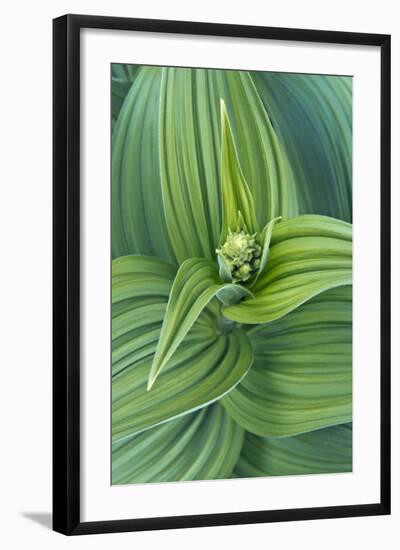 USA, Washington, Mt. Rainier National Park, Corn Lily-Rob Tilley-Framed Photographic Print