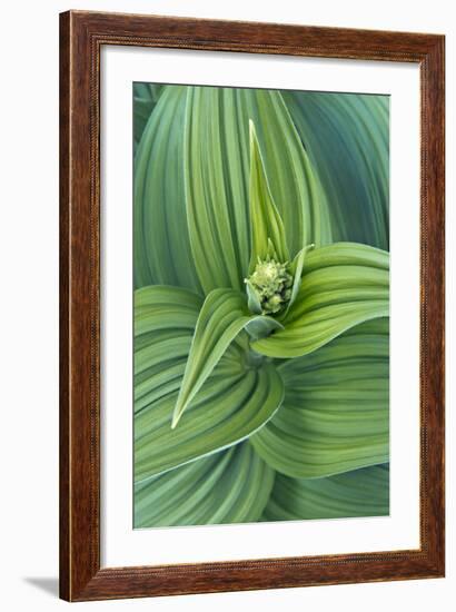 USA, Washington, Mt. Rainier National Park, Corn Lily-Rob Tilley-Framed Photographic Print