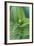 USA, Washington, Mt. Rainier National Park, Corn Lily-Rob Tilley-Framed Photographic Print