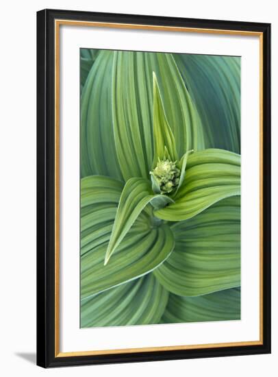 USA, Washington, Mt. Rainier National Park, Corn Lily-Rob Tilley-Framed Photographic Print