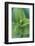 USA, Washington, Mt. Rainier National Park, Corn Lily-Rob Tilley-Framed Photographic Print