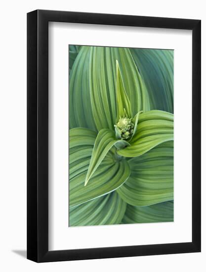 USA, Washington, Mt. Rainier National Park, Corn Lily-Rob Tilley-Framed Photographic Print