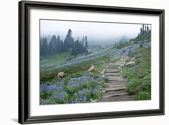 USA, Washington, Mt. Rainier NP, Wildflowers on Skyline Trail-Rob Tilley-Framed Photographic Print