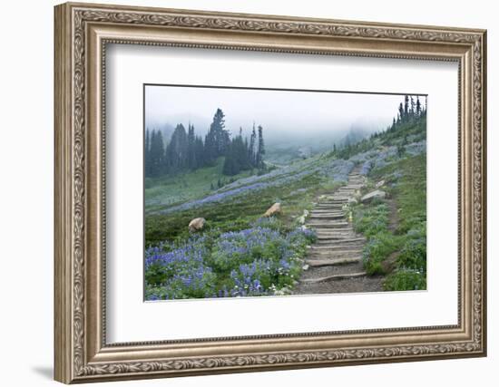 USA, Washington, Mt. Rainier NP, Wildflowers on Skyline Trail-Rob Tilley-Framed Photographic Print