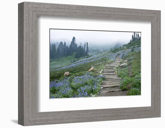 USA, Washington, Mt. Rainier NP, Wildflowers on Skyline Trail-Rob Tilley-Framed Photographic Print