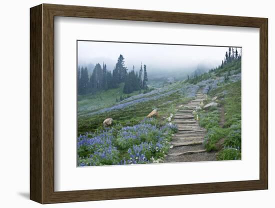 USA, Washington, Mt. Rainier NP, Wildflowers on Skyline Trail-Rob Tilley-Framed Photographic Print