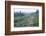 USA, Washington, Mt. Rainier NP, Wildflowers on Skyline Trail-Rob Tilley-Framed Photographic Print