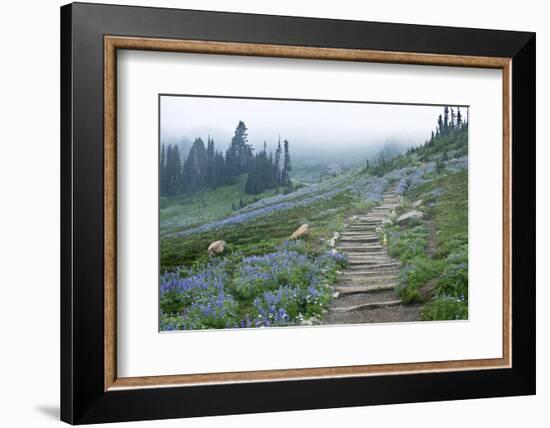 USA, Washington, Mt. Rainier NP, Wildflowers on Skyline Trail-Rob Tilley-Framed Photographic Print