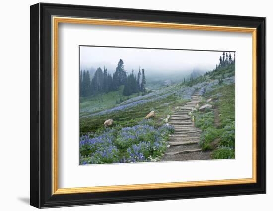 USA, Washington, Mt. Rainier NP, Wildflowers on Skyline Trail-Rob Tilley-Framed Photographic Print