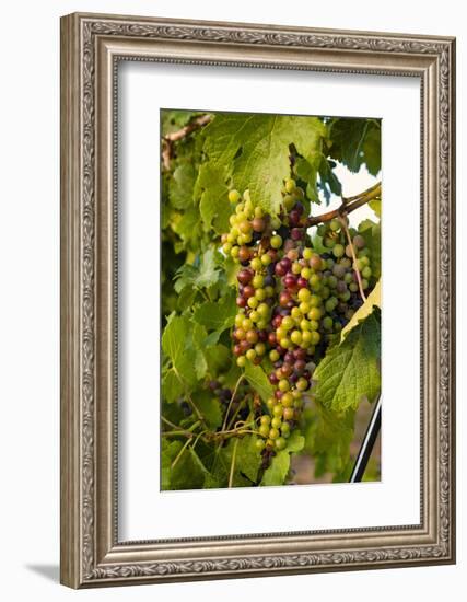 USA, Washington, Okanogan Valley, Omak. Merlot grapes ripen in the Okanogan Valley-Richard Duval-Framed Photographic Print