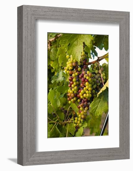 USA, Washington, Okanogan Valley, Omak. Merlot grapes ripen in the Okanogan Valley-Richard Duval-Framed Photographic Print