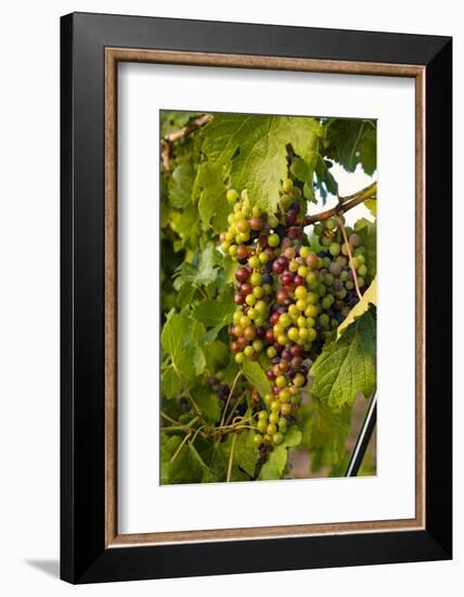 USA, Washington, Okanogan Valley, Omak. Merlot grapes ripen in the Okanogan Valley-Richard Duval-Framed Photographic Print