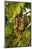 USA, Washington, Okanogan Valley, Omak. Merlot grapes ripen in the Okanogan Valley-Richard Duval-Mounted Photographic Print