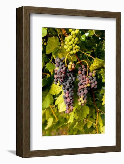 USA, Washington, Okanogan Valley, Omak. Pinot Grapes in Vineyard-Richard Duval-Framed Photographic Print