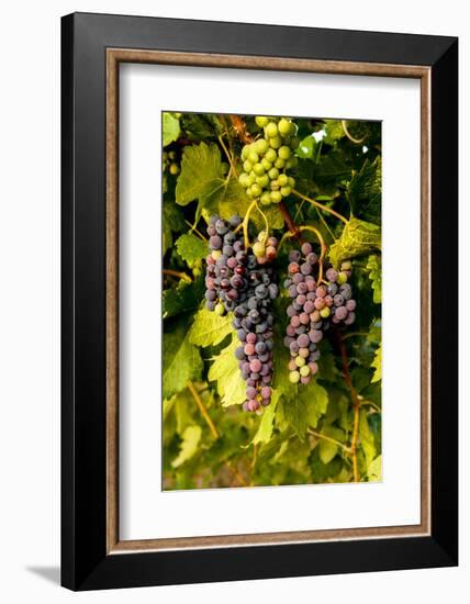 USA, Washington, Okanogan Valley, Omak. Pinot Grapes in Vineyard-Richard Duval-Framed Photographic Print