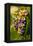 USA, Washington, Okanogan Valley. Pinot Grapes in Veraison in Vineyard-Richard Duval-Framed Premier Image Canvas