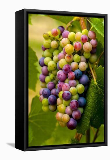 USA, Washington, Okanogan Valley. Pinot Grapes in Veraison in Vineyard-Richard Duval-Framed Premier Image Canvas