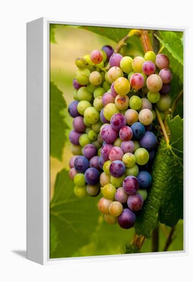 USA, Washington, Okanogan Valley. Pinot Grapes in Veraison in Vineyard-Richard Duval-Framed Premier Image Canvas