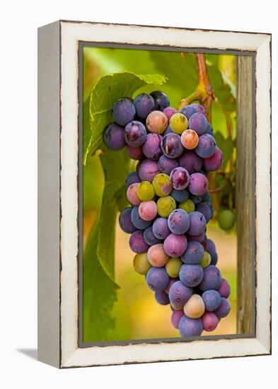 USA, Washington, Okanogan Valley. Pinot Grapes in Veraison in Vineyard-Richard Duval-Framed Premier Image Canvas