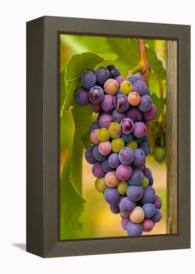 USA, Washington, Okanogan Valley. Pinot Grapes in Veraison in Vineyard-Richard Duval-Framed Premier Image Canvas