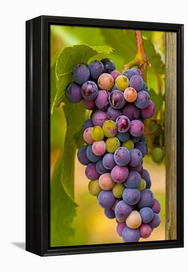 USA, Washington, Okanogan Valley. Pinot Grapes in Veraison in Vineyard-Richard Duval-Framed Premier Image Canvas