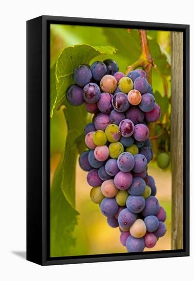 USA, Washington, Okanogan Valley. Pinot Grapes in Veraison in Vineyard-Richard Duval-Framed Premier Image Canvas