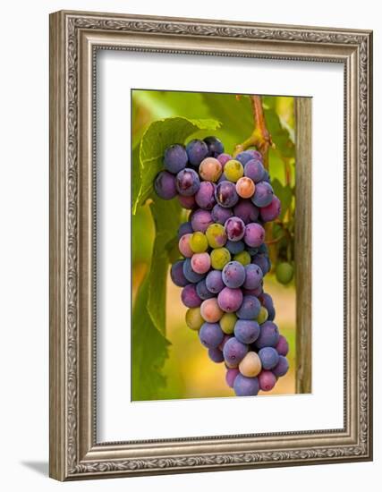 USA, Washington, Okanogan Valley. Pinot Grapes in Veraison in Vineyard-Richard Duval-Framed Photographic Print