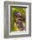 USA, Washington, Okanogan Valley. Pinot Grapes in Veraison in Vineyard-Richard Duval-Framed Photographic Print