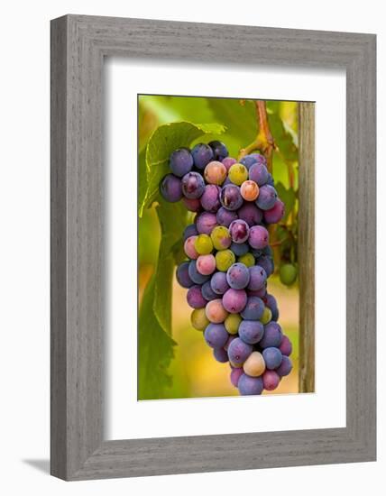 USA, Washington, Okanogan Valley. Pinot Grapes in Veraison in Vineyard-Richard Duval-Framed Photographic Print