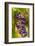 USA, Washington, Okanogan Valley. Pinot Grapes in Veraison in Vineyard-Richard Duval-Framed Photographic Print