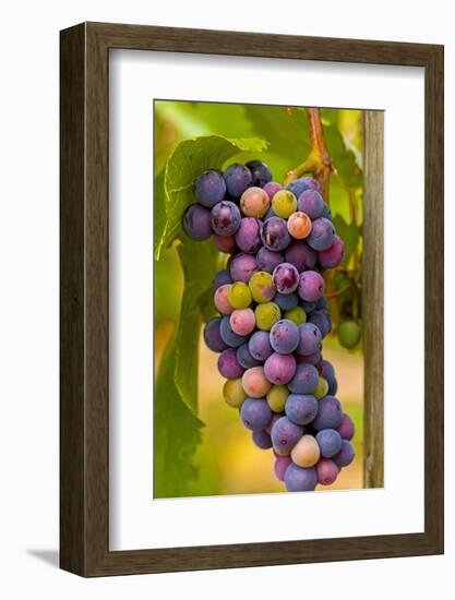 USA, Washington, Okanogan Valley. Pinot Grapes in Veraison in Vineyard-Richard Duval-Framed Photographic Print