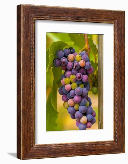 USA, Washington, Okanogan Valley. Pinot Grapes in Veraison in Vineyard-Richard Duval-Framed Photographic Print