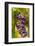 USA, Washington, Okanogan Valley. Pinot Grapes in Veraison in Vineyard-Richard Duval-Framed Photographic Print