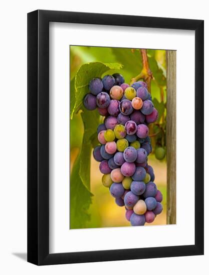 USA, Washington, Okanogan Valley. Pinot Grapes in Veraison in Vineyard-Richard Duval-Framed Photographic Print