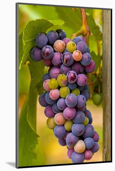 USA, Washington, Okanogan Valley. Pinot Grapes in Veraison in Vineyard-Richard Duval-Mounted Photographic Print