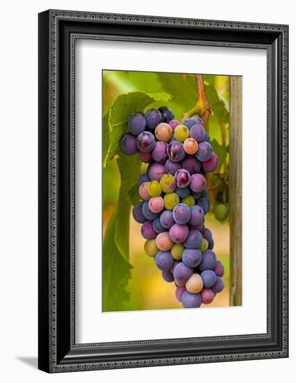 USA, Washington, Okanogan Valley. Pinot Grapes in Veraison in Vineyard-Richard Duval-Framed Photographic Print