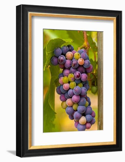 USA, Washington, Okanogan Valley. Pinot Grapes in Veraison in Vineyard-Richard Duval-Framed Photographic Print