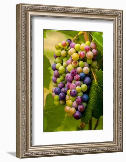 USA, Washington, Okanogan Valley. Pinot Grapes in Veraison in Vineyard-Richard Duval-Framed Photographic Print