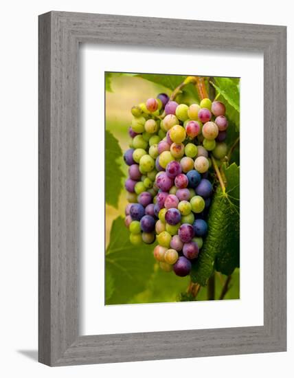 USA, Washington, Okanogan Valley. Pinot Grapes in Veraison in Vineyard-Richard Duval-Framed Photographic Print