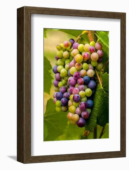 USA, Washington, Okanogan Valley. Pinot Grapes in Veraison in Vineyard-Richard Duval-Framed Photographic Print