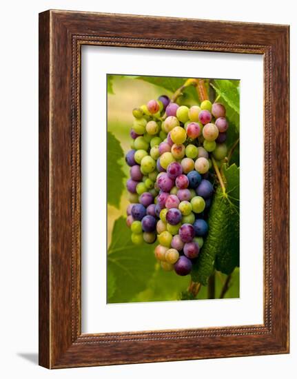 USA, Washington, Okanogan Valley. Pinot Grapes in Veraison in Vineyard-Richard Duval-Framed Photographic Print