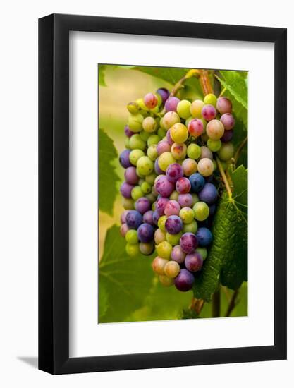 USA, Washington, Okanogan Valley. Pinot Grapes in Veraison in Vineyard-Richard Duval-Framed Photographic Print