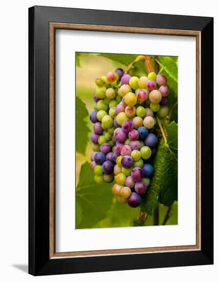 USA, Washington, Okanogan Valley. Pinot Grapes in Veraison in Vineyard-Richard Duval-Framed Photographic Print