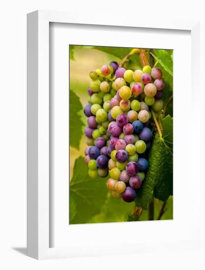 USA, Washington, Okanogan Valley. Pinot Grapes in Veraison in Vineyard-Richard Duval-Framed Photographic Print